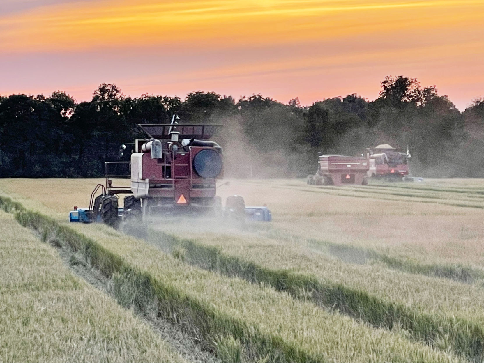 RICE HARVEST